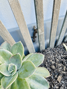 a lizard sitting on a wooden fence next to a plant