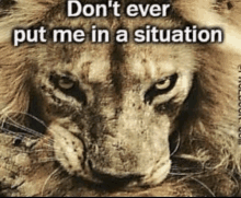 a picture of a lion with the words " don 't ever put me in a situation " on it