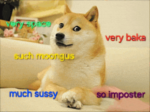 a picture of a dog with the words such moongus much sussy and very baka