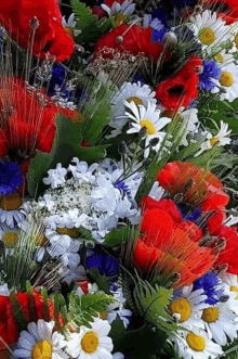 a bunch of flowers including daisies and poppies