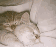 two kittens are sleeping on a white blanket .