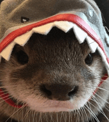 a close up of an otter wearing a hat with shark teeth