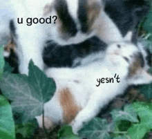 a cat is laying in the grass with a caption that says `` u good ? yesn 't '' .