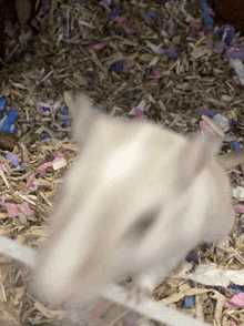 a close up of a hamster in a pile of shredded paper and hay