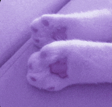 a close up of a cat 's paws laying on a purple couch .