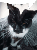 a close up of a black and white cat laying on a bed