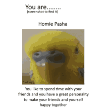 a picture of a yellow parakeet with the name homie pasha on the bottom