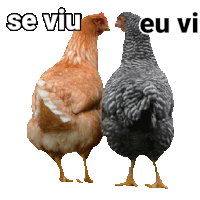 two chickens are standing next to each other with the words se viu eu vi written above them