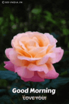 a pink and orange rose with the words `` good morning love you '' on it .