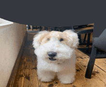 a small white dog is sitting on a wooden floor under a table