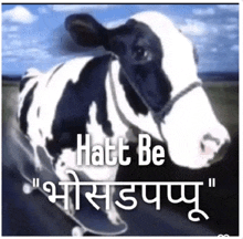 a black and white cow is riding a skateboard with the words hatt be written on the bottom