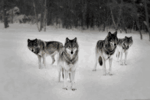 a herd of wolves standing in the snow looking at the camera