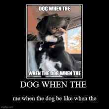 a picture of a dog with the caption dog when the dog when the dog