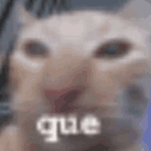 a close up of a cat 's face with the word gue written on it .