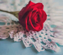 a single red rose is sitting on top of a white lace table cloth .