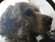 a close up of a cocker spaniel in a circle .