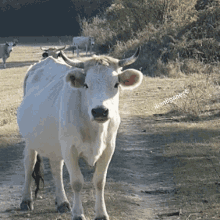 a white cow with horns is standing on a dirt road with a watermark that says " ivansanchez " on the bottom