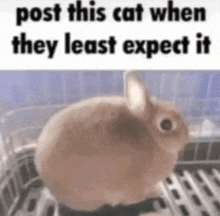 a brown rabbit is sitting in a cage with the words `` post this cat when they least expect it '' .