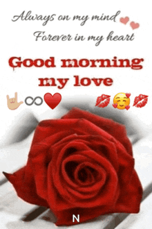 a red rose with a good morning message on it