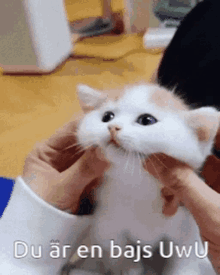 a person is petting a white and brown kitten with the words du ar en bajs uwu written below it