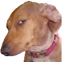 a brown dog wearing a pink collar is looking at the camera