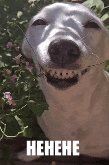 a white dog with flowers in its mouth and the word henehe on the bottom