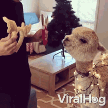 an alpaca wearing a reindeer headband is standing in front of a christmas tree and being fed by a person