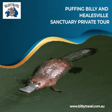 an advertisement for puffin billy and healesville sanctuary private tour shows a platypus in the water