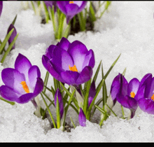 purple flowers with yellow centers are growing out of snow