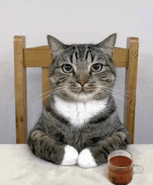 a cat is sitting in a chair next to a cup of liquid