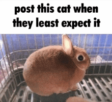 a picture of a rabbit in a cage with the caption post this cat when they least expect it .