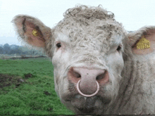 a cow with a nose ring and a tag on its ear is standing in a grassy field .