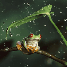 a green frog with red eyes sits on a branch under a green leaf