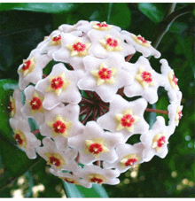 a close up of a bunch of white flowers with red centers