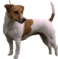 a brown and white dog with a rope around its neck