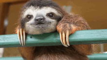 a sloth with long claws is hanging on a green railing .