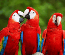 three red parrots are standing next to each other