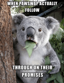 a koala bear with a leaf in its mouth behind a tree