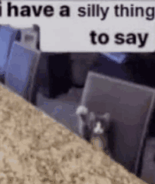 a cat is standing on a carpet next to a sign that says `` i have a silly thing to say ''