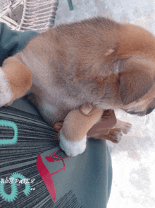 a puppy is laying on someone 's lap with a shirt that says raw paws on it