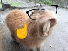 a close up of a capybara wearing glasses and a yellow finger