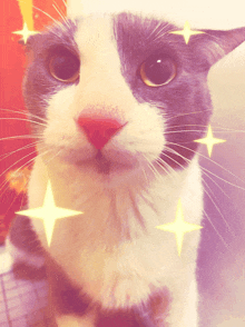 a close up of a black and white cat with yellow stars on its face