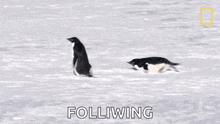 two penguins are following each other in the snow and the word following is above them