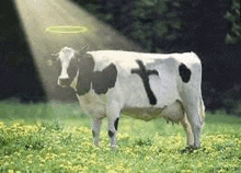 a cow with a cross painted on it is standing in a field with a halo around its head .