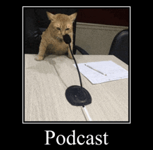 a cat is sitting at a table with a microphone and the word podcast is on the bottom