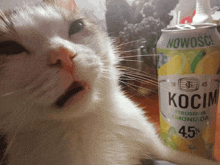 a can of kocim sits next to a white cat