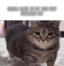 a cat with the words middle click to pet this very awesome cat on the bottom