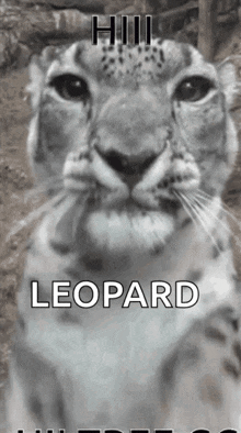 a close up of a snow leopard 's face with the words `` hill leopard '' written on it .