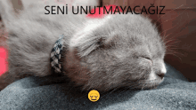 a picture of a cat with the words seni unutmayacagiz