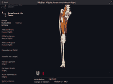 a computer screen shows a skeleton and muscles and says motion mode at the top